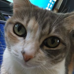 Meet your Posher, Annie